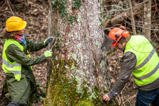 Best Storm Damage Tree Cleanup  in West Rson, CA