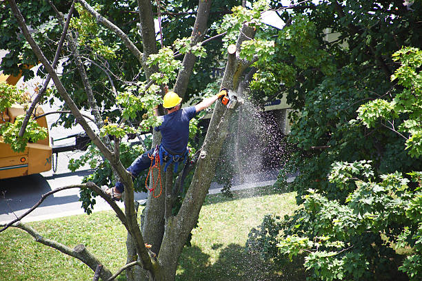 How Our Tree Care Process Works  in  West Carson, CA